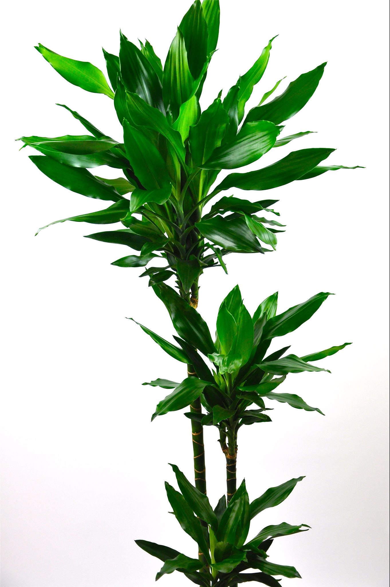 dracaena janet craig plant
