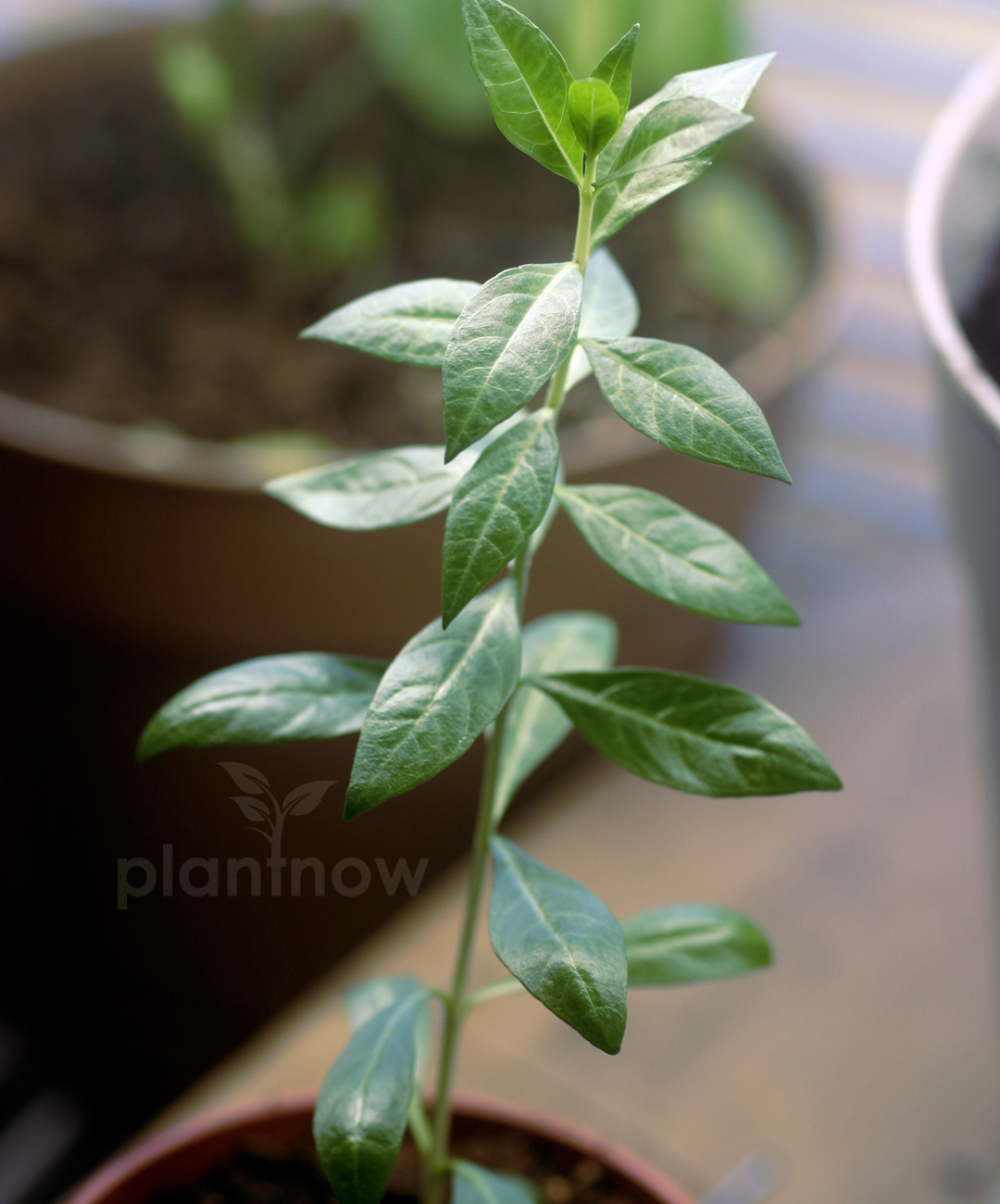 Henna Plant Lawsonia Inermis