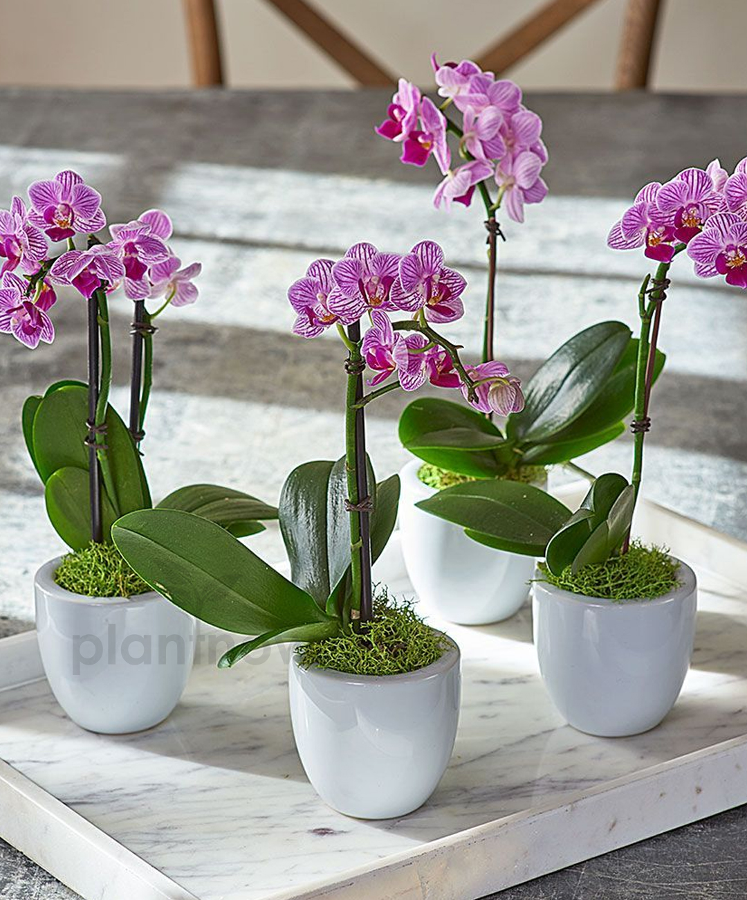 Орхидеи зимой как ухаживать. Фаленопсис choice Exquisit. Фаленопсис мини. Домашняя Орхидея фаленопсис. Орхидея фаленопсис мини.